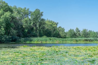 Yavaşça akan nehir aşırı büyümüş algler ve yeşil kamış. Ekolojik sorun sığ ve sık.