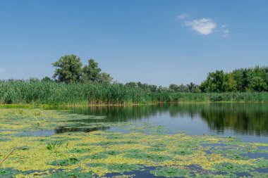 Su yüzeyinde yüzen yeşil fındık yaprakları. Yeşil su bitkisi trapa natans, fazla büyümüş nehirde. Chilim ya da şeytanın cevizi suda yetişir. Yavaşça akan gölün üzerinde sürekli çalılıklar. Yeşil renk.