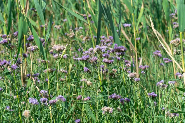 Mor çiçekli vernonia büyümesi ve sonbaharda çayırda çiçek açması. Asteraceae familyasının yabani çiçekleri ünlü botanikçi William Vernon 'dan sonra isimlendirildi. Halk tıbbında kullanılır ve salataya eklenir..