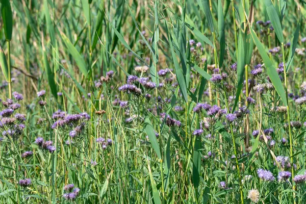 Mor çiçekli vernonia büyümesi ve sonbaharda çayırda çiçek açması. Asteraceae familyasının yabani çiçekleri ünlü botanikçi William Vernon 'dan sonra isimlendirildi. Halk tıbbında kullanılır ve salataya eklenir..