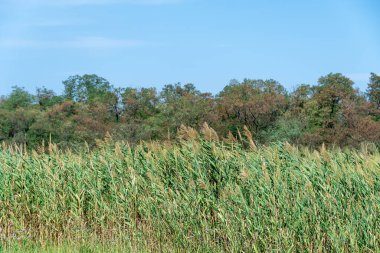 Nehir kıyısında sallanan yeşil sazlıklar mavi gökyüzüne karşı. Kuru cilt bakımı ve rüzgarda savrulan baston sapları. Bataklıktaki kahverengi boğa manzarası. Doğa bitkileri büyüyor..