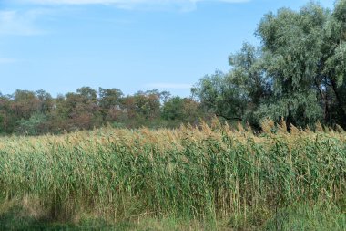 Nehir kıyısında sallanan yeşil sazlıklar mavi gökyüzüne karşı. Kuru cilt bakımı ve rüzgarda savrulan baston sapları. Bataklıktaki kahverengi boğa manzarası. Doğa bitkileri büyüyor..