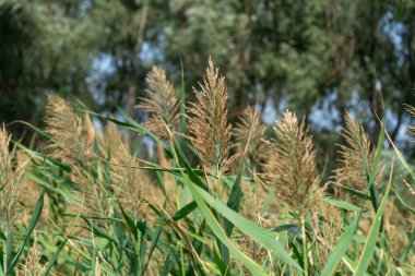 Sazlığın yakın çekimi mavi gökyüzüne doğru sallanıyor. Rüzgarda savrulan baston. Bataklıktaki kahverengi boğa manzarası. Doğa bitkileri büyüyor..