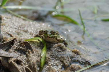 Bataklık kurbağası gölde oturur ve yakından izler. Ranidae familyasından kuyruksuz amfibik yeşil kurbağa türü. Pelophylax ridibundus 'un tek sürüngeni suda yaygındır. Göletteki ıslak vahşi hayvan portresi.