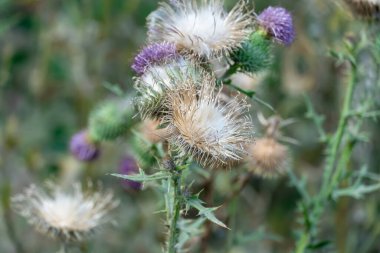 Tüylü, yakın plan tüylü deve dikeni. Çiçekli sirsium arvense ya da çayırda yetişen pembe devedikeni. Asteraceae familyasından Carduus burdock yüksek nitrit içeriği için tehlikelidir..
