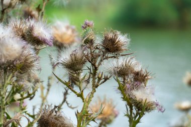 Tüylü, yakın plan tüylü deve dikeni. Çiçekli sirsium arvense ya da çayırda yetişen pembe devedikeni. Asteraceae familyasından Carduus burdock yüksek nitrit içeriği için tehlikelidir..