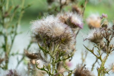 Tüylü, yakın plan tüylü deve dikeni. Çiçekli sirsium arvense ya da çayırda yetişen pembe devedikeni. Asteraceae familyasından Carduus burdock yüksek nitrit içeriği için tehlikelidir..