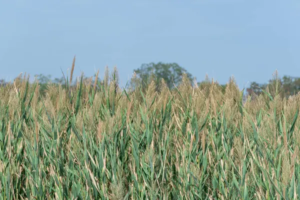 Nehir kıyısında sallanan yeşil sazlıklar mavi gökyüzüne karşı. Kuru cilt bakımı ve rüzgarda savrulan baston sapları. Bataklıktaki kahverengi boğa manzarası. Doğa bitkileri büyüyor..