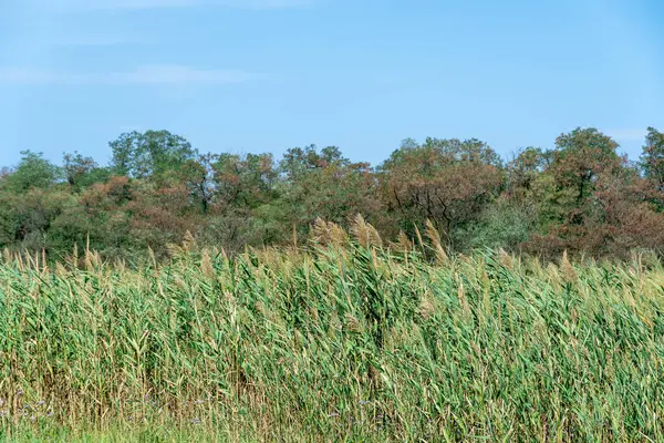 Nehir kıyısında sallanan yeşil sazlıklar mavi gökyüzüne karşı. Kuru cilt bakımı ve rüzgarda savrulan baston sapları. Bataklıktaki kahverengi boğa manzarası. Doğa bitkileri büyüyor..