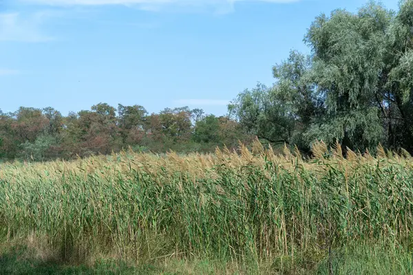 Nehir kıyısında sallanan yeşil sazlıklar mavi gökyüzüne karşı. Kuru cilt bakımı ve rüzgarda savrulan baston sapları. Bataklıktaki kahverengi boğa manzarası. Doğa bitkileri büyüyor..