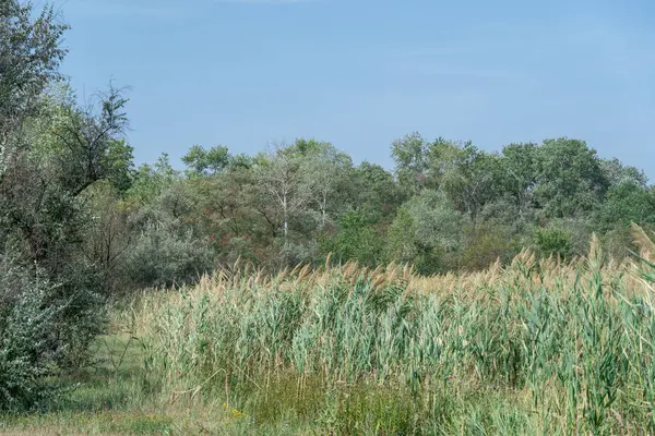 Nehir kıyısında sallanan yeşil sazlıklar mavi gökyüzüne karşı. Kuru cilt bakımı ve rüzgarda savrulan baston sapları. Bataklıktaki kahverengi boğa manzarası. Doğa bitkileri büyüyor..
