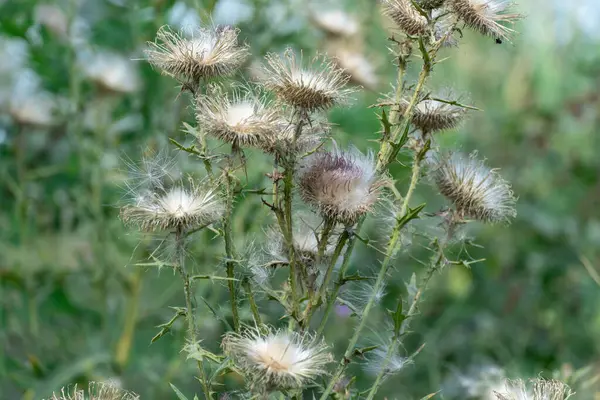 Tüylü, yakın plan tüylü deve dikeni. Çiçekli sirsium arvense ya da çayırda yetişen pembe devedikeni. Asteraceae familyasından Carduus burdock yüksek nitrit içeriği için tehlikelidir..