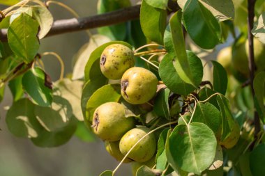 Yazın olgun sarı meyveli yabani armut dalları. Pyrus komünisi ya da yaprak döken ormandaki canlı yeşil yapraklı dallar üzerinde armut piramidi. Askıda asılı vitamin meyveleri inci şeklinde veya yuvarlaktır.