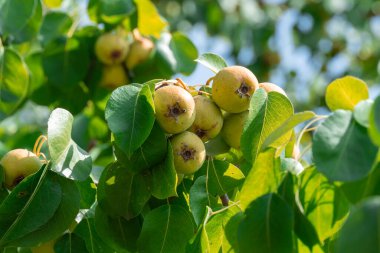 Yazın olgun sarı meyveli yabani armut dalları. Pyrus komünisi ya da yaprak döken ormandaki canlı yeşil yapraklı dallar üzerinde armut piramidi. Askıda asılı vitamin meyveleri inci şeklinde veya yuvarlaktır.