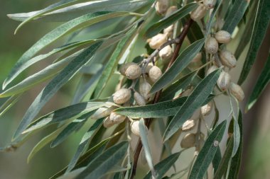 Yapraklı ve gümüş meyveli elaeagnus angustifolia dalı. Ağaç yeşili paskalya ya da Rus zeytininin vahşi doğada büyümesi. Doğu paskalyası ya da elaeagnus orientalis yazın elaeagnaceae familyasıdır..