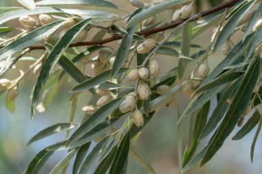 Yapraklı ve gümüş meyveli elaeagnus angustifolia dalı. Ağaç yeşili paskalya ya da Rus zeytininin vahşi doğada büyümesi. Doğu paskalyası ya da elaeagnus orientalis yazın elaeagnaceae familyasıdır..