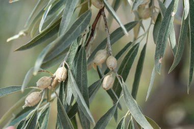 Yapraklı ve gümüş meyveli elaeagnus angustifolia dalı. Ağaç yeşili paskalya ya da Rus zeytininin vahşi doğada büyümesi. Doğu paskalyası ya da elaeagnus orientalis yazın elaeagnaceae familyasıdır..