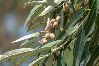 Yapraklı ve gümüş meyveli elaeagnus angustifolia dalı. Ağaç yeşili paskalya ya da Rus zeytininin vahşi doğada büyümesi. Doğu paskalyası ya da elaeagnus orientalis yazın elaeagnaceae familyasıdır..