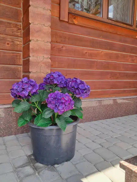 Çevresel tarzda dekore edilmiş, saksı bitkileri ve ahşap panelleri olan bir ev. Dış tasarım için çiçekli çömlek duvarı. Köy terası tasarımı, köy cazibesi ve dış dekorasyon cazibesi sergiliyor..