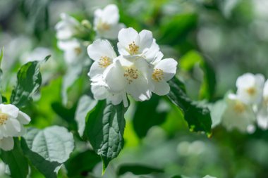 Yeşil yapraklı dalda sahte turuncu renkte beyaz çiçekler. Parfüm veya çayda kullanılan güzel kokulu çiçekleri taşıyan filadelphus bitkisi. İngiliz yasemin odun ağacı, ortanca ailesi..