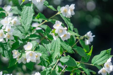Yeşil yapraklı dalda sahte turuncu renkte beyaz çiçekler. Parfüm veya çayda kullanılan güzel kokulu çiçekleri taşıyan filadelphus bitkisi. İngiliz yasemin odun ağacı, ortanca ailesi..