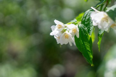 Yeşil yapraklı dalda sahte turuncu renkte beyaz çiçekler. Parfüm veya çayda kullanılan güzel kokulu çiçekleri taşıyan filadelphus bitkisi. İngiliz yasemin odun ağacı, ortanca ailesi..