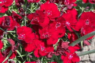 Çiçekli kırmızı karanfilli bakire pembe çiçekli rubin. Kauçuk renkli parlak çiçekleri olan dianthus deltoides. Uzun ömürlü bitkiler. Caryophyllaceae ailesi. Süslü çeşitlilik Tatlı William Çiçeği.