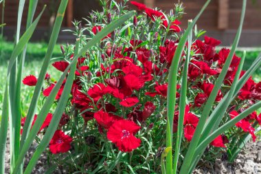 Çiçekli kırmızı karanfilli bakire pembe çiçekli rubin. Kauçuk renkli parlak çiçekleri olan dianthus deltoides. Uzun ömürlü bitkiler. Caryophyllaceae ailesi. Süslü çeşitlilik Tatlı William Çiçeği.