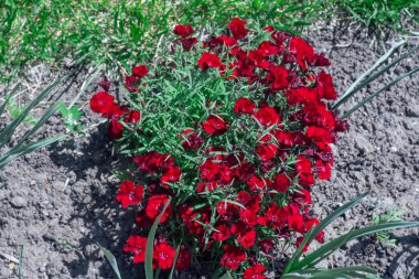 Çiçekli kırmızı karanfilli bakire pembe çiçekli rubin. Kauçuk renkli parlak çiçekleri olan dianthus deltoides. Uzun ömürlü bitkiler. Caryophyllaceae ailesi. Süslü çeşitlilik Tatlı William Çiçeği.