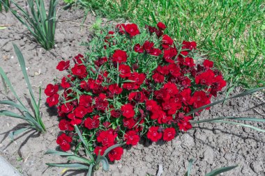Çiçekli kırmızı karanfilli bakire pembe çiçekli rubin. Kauçuk renkli parlak çiçekleri olan dianthus deltoides. Uzun ömürlü bitkiler. Caryophyllaceae ailesi. Süslü çeşitlilik Tatlı William Çiçeği.