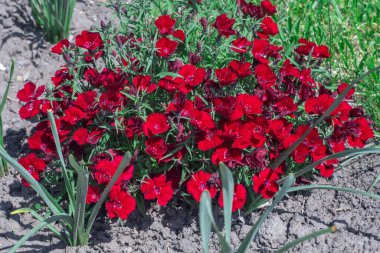 Çiçekli kırmızı karanfilli bakire pembe çiçekli rubin. Kauçuk renkli parlak çiçekleri olan dianthus deltoides. Uzun ömürlü bitkiler. Caryophyllaceae ailesi. Süslü çeşitlilik Tatlı William Çiçeği.
