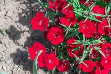Çiçekli kırmızı karanfilli bakire pembe çiçekli rubin. Kauçuk renkli parlak çiçekleri olan dianthus deltoides. Uzun ömürlü bitkiler. Caryophyllaceae ailesi. Süslü çeşitlilik Tatlı William Çiçeği.