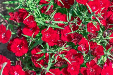 Çiçekli kırmızı karanfilli bakire pembe çiçekli rubin. Kauçuk renkli parlak çiçekleri olan dianthus deltoides. Uzun ömürlü bitkiler. Caryophyllaceae ailesi. Süslü çeşitlilik Tatlı William Çiçeği.
