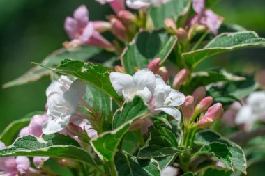 Çiçekli pembe Weigela Florida yazın bahçede çiçek açıyor. Bahçedeki hanımeli ailesi çiçeklerden bir çit. Düşük büyüyen çeşitlilik, soluk pembe çanlar ve süs yaprakları. Infloresans varyasyonu.