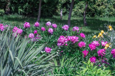 Çiçek tarlasında çiçek açan pembe şakayık çiçekleri. Bereketli çalılar peeoniaceae ailesinin bahçecilikte çiçek açması. Uzun ömürlü otlar ve pembe piyonların bitkisel çalıları..