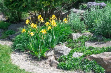 Uygulama: Doğal taş ve sarı iris çiçeği manzara tasarımı. Bahçedeki taş patikada çalılar, ağaçlar, çiçekler. Bahçe işlerinde manikürlü güzel bitkiler. Kamu parkında örnek tasarımcılar.