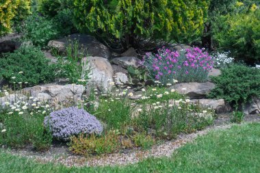 Uygulama doğal taş ve peyzaj tasarımında papatya karanfilleri. Bahçedeki taş patikada çalılar, ağaçlar, çiçekler. Bahçe işlerinde manikürlü güzel bitkiler. Parktaki örnek tasarımcılar.