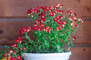 Çiçek açan kırmızı nemesia, arka plandaki ahşap panellerde saksıda gelişir. Dış tasarım için Scrophulariaceae ailesinden çiçeklerle örülü bir duvar. Köy terası ve açık hava dekorasyonu cazibesi tasarla