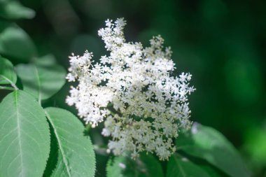 Yazın bahçedeki yaşlı çiçeklerin çiçek açması. Yaşlı böğürtlenli sambucus kümesi. Bahçe işlerinde aile viburaceae çiçeği. Sambuca 'nın içeriği siyah sambucus nigra' dır..