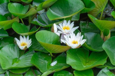 Beyaz nilüfer çiçekleri nehir kenarında büyür ve çiçek açar. Nymphaea alba 'nın kökleri uzun ve geniş yeşil yapraklardır. Göldeki nemfomanyumun çiçekli su bitkisi..