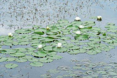 Toplu nilüfer çiçekleri nehirde büyür ve çiçek açar. Nymphaea alba 'nın kökleri uzun ve geniş yeşil yapraklardır. Göldeki nemfomanyumun çiçekli su bitkisi..