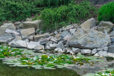 Large boulder in city park. Big stone near artificial decorative pond in landscape design. Fragment of beautiful garden with white water lilies or lotus flowers. Flower lotus of blooming in rock lake.