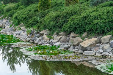 Large boulder in city park. Big stone near artificial decorative pond in landscape design. Fragment of beautiful garden with white water lilies or lotus flowers. Flower lotus of blooming in rock lake.