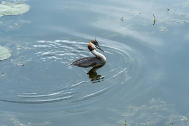 Yaban ördeği ya da nehirde yüzen yaban ördeği. Baş kuş podiseps kristali üzerinde iki koyu renk tüy ve kırmızı boyun. Vahşi doğada kuş yaşamı. Armalı su kuşu yakın plan.