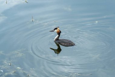 Yaban ördeği ya da nehirde yüzen yaban ördeği. Baş kuş podiseps kristali üzerinde iki koyu renk tüy ve kırmızı boyun. Vahşi doğada kuş yaşamı. Armalı su kuşu yakın plan.