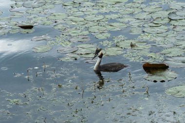 Yaban ördeği ya da nehirde yüzen yaban ördeği. Baş kuş podiseps kristali üzerinde iki koyu renk tüy ve kırmızı boyun. Vahşi doğada kuş yaşamı. Armalı su kuşu yakın plan.