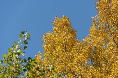 Sonbaharda sarı yapraklı kavak ağaçlarının tepeleri. Mavi gökyüzünün arka planında yapraklı sonbahar renklerinde dallar. Sonbaharda parlak arka planda altın sezonu.