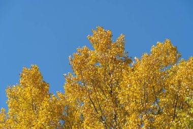 Sonbaharda sarı yapraklı kavak ağaçlarının tepeleri. Mavi gökyüzünün arka planında yapraklı sonbahar renklerinde dallar. Sonbaharda parlak arka planda altın sezonu.
