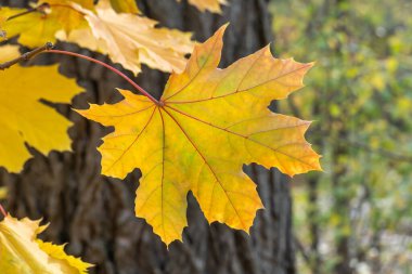 Güzel akçaağaç dalları ve sarı parlak yapraklar. Sonbaharın başı. Yumuşak güneş ışığıyla düşen altın yapraklar. Turuncu doğa geçmişi. Güneşli bir günde sıcak hava.