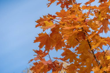 Sarı parlak yapraklı akçaağaç dalları. Sonbaharın başlarında yumuşak güneş ışığıyla yemyeşil altın yapraklar. Turuncu doğa geçmişi. Güneşli bir günde sıcak hava.